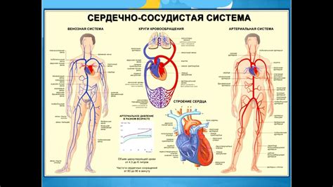 Сердечно-сосудистые заболевания - профилактики и восстановление - YouTube