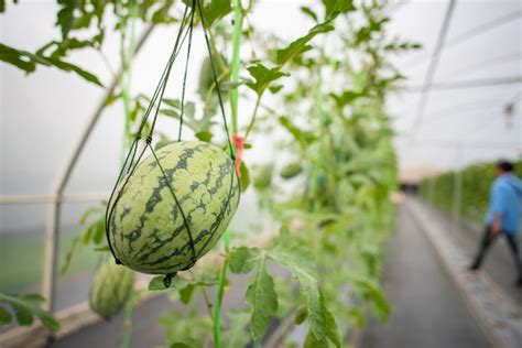 Premium Photo Agricultural Industry Of Watermelon Cultivation In Greenhouses