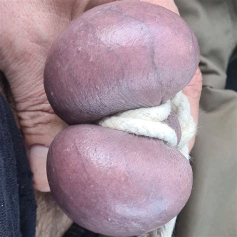 CBT E Stim Edging Dilator Cum Pighole Mix Gay Ball Gag Porn XHamster