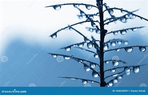 Frozen Rain Drops on the Needles of the Pine Branch Close Up. Stock Image - Image of natural ...