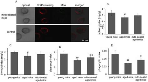 Effects Of Mitochondria Transplantation On Phagocytic Activity Of