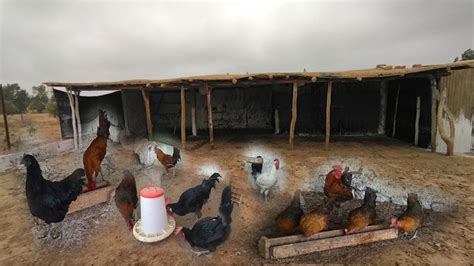 تربية دجاج البلدي فين وصلت في اصلاح خم دجاج🐔🐓 دجاج للبيع ولاعة مع