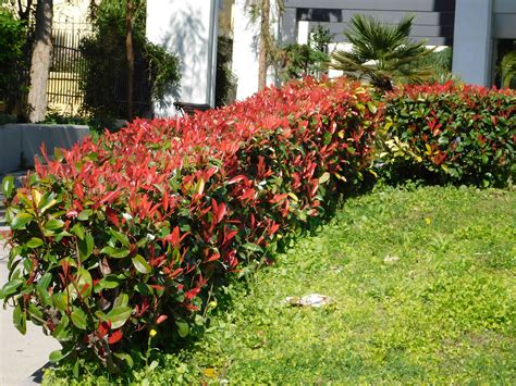 Photinia Plant