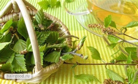 Березовые почки, кора и листья: рецепты масок и настоев для волос