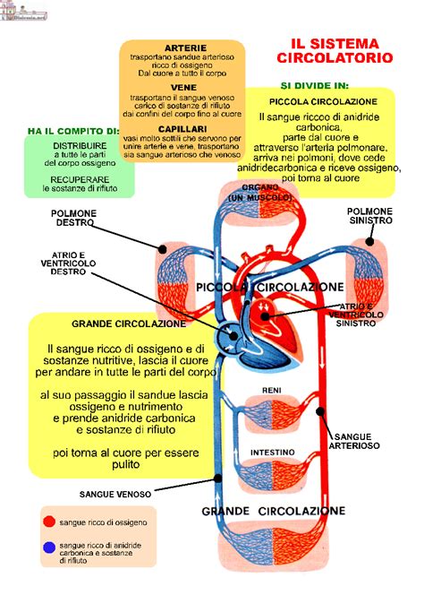 apparato circolatorio scuola primaria Scienza scuola media Attività