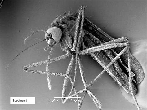 Mosquito