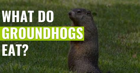 What Do Groundhogs Eat? | Woodchuck diet | Pest Resources