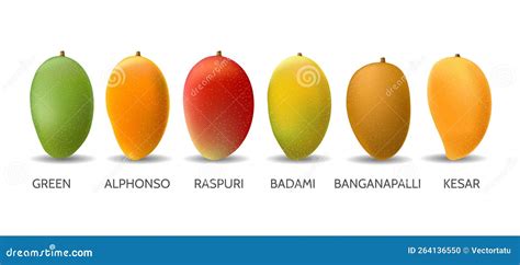 Mango Fruits Variety Stock Vector Illustration Of Assorted 264136550