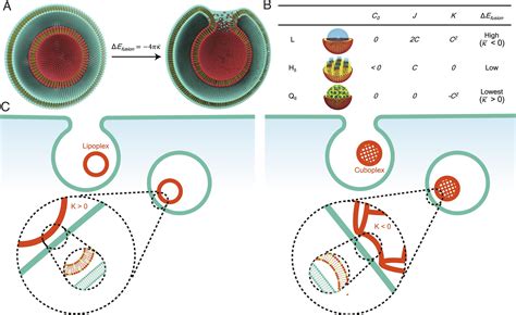 Lipid Nanoparticle Topology Regulates Endosomal Escape And Delivery Of