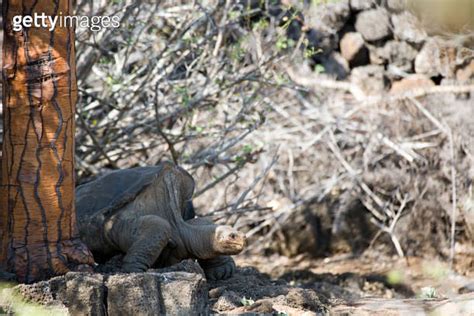 Dome Shaped Giant Tortoise Geochelone Elephantopus On Santa Cruz In