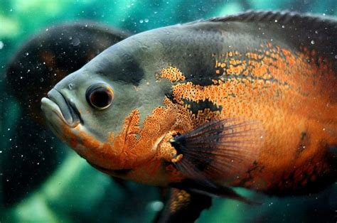 Peces ExÓticos 17 Especies Características Hábitat Y Cuidados