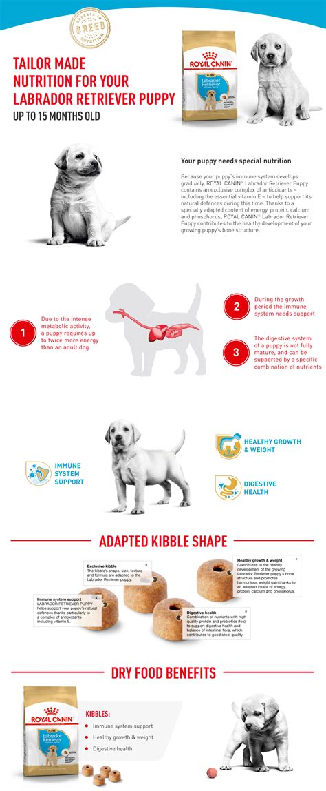 How Much Does A 4 Month Old Labrador Weigh