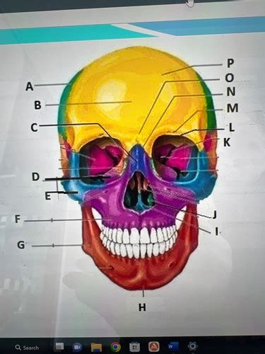 Skull And Facial Bones Flashcards Quizlet