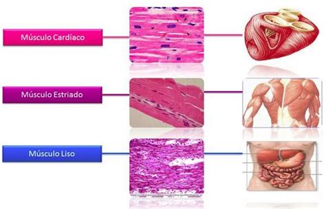 Ejemplos De Músculos Lisos