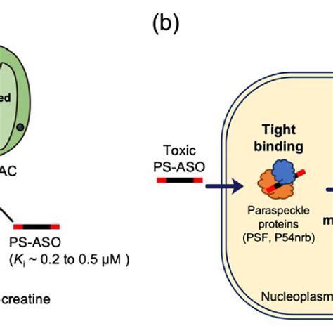 A A Hypothetical Model In Which Ps Aso Inhibits Vdac And Induces