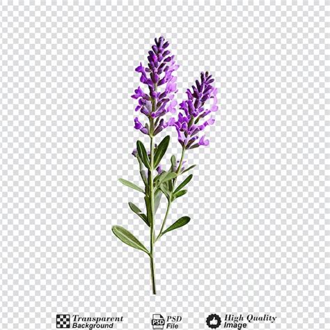 Limonium sinuatum isolated on transparent backgroundpng | Premium AI ...