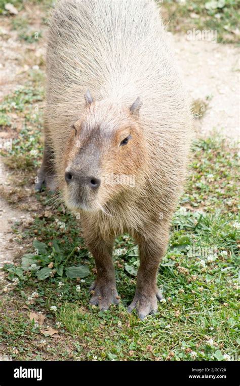 A Capybara Enjoys The Outside Summer Sun At The Cape May Zoo Stock