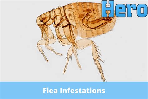 Flea Infestations When To Call A Professional Exterminator