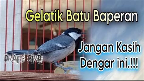 GELATIK BATU GACOR WUCIT PANJANG PANCINGAN AMPUH GELATIK BAHAN NYAUT