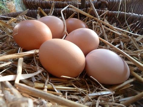 Продам яйца домашние деревенские. 90 рублей десяток | Мне не подошло ...