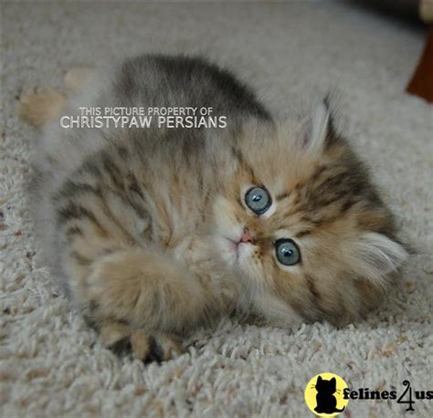 Adorable Dollface Shaded Golden Persian Kittens For Sale