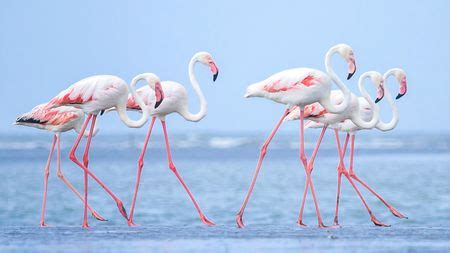 Five Flamingos Spotted In North China Wetland CGTN