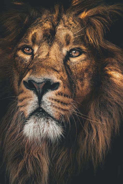 Lion : [50 HQ], dangerous lion HD phone wallpaper | Pxfuel