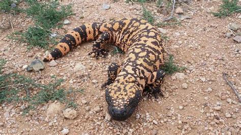 El Monstruo De Gila Conoce Este Lagarto Mexicano Pro Bosque Chapultepec