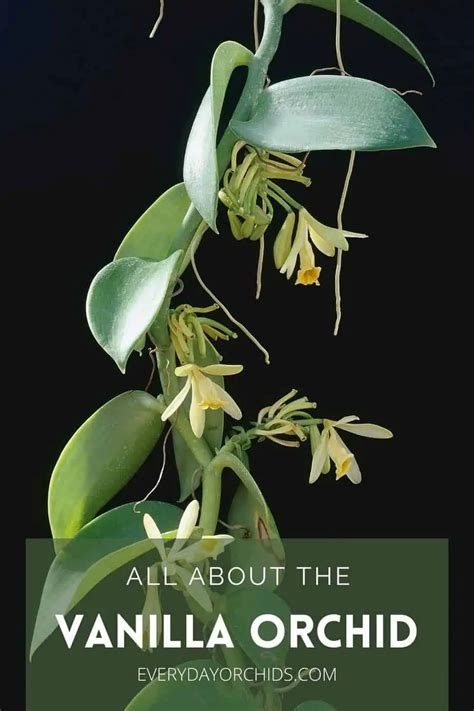 All About Vanilla Orchid Care And Propagation Everyday Orchids