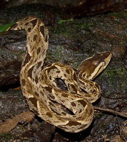 fer de lance facts  pictures