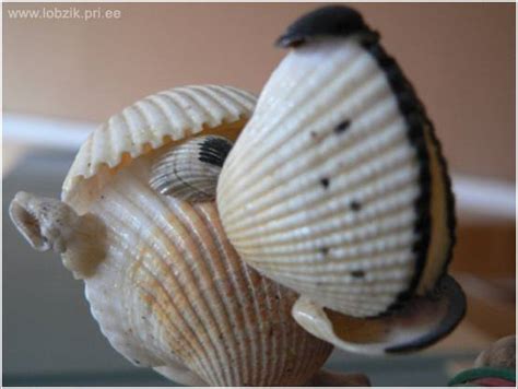 LOBZIK - ЛОБЗИК - Поделки из ракушек - Почта от посетителей - Новости
