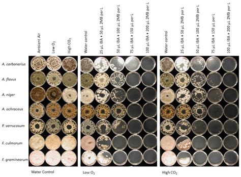 Conidial germination and fungal growth of mycotoxin-producing ... 
