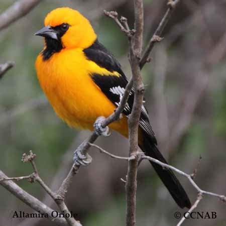 Altamira Oriole Range Map (Icterus gularis)