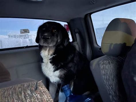 NWTSPCA - This big boy is a Newfoundland Lab mix. Taika is...