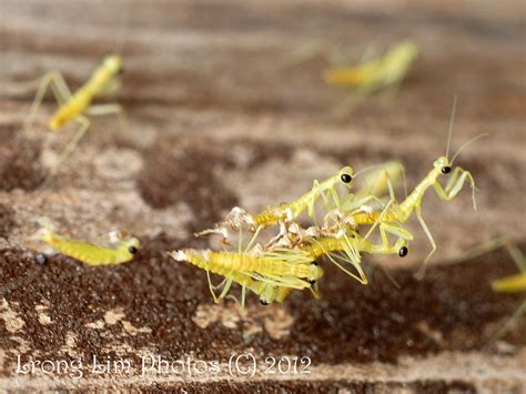 Kedahan-Malaysian @ Japan: Praying mantis hatching...