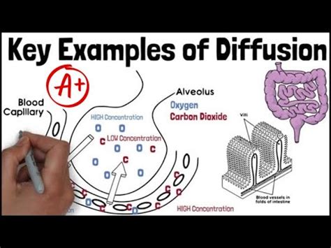 Diffusion Exam Examples Biology Gcse And Igcse Revision Youtube