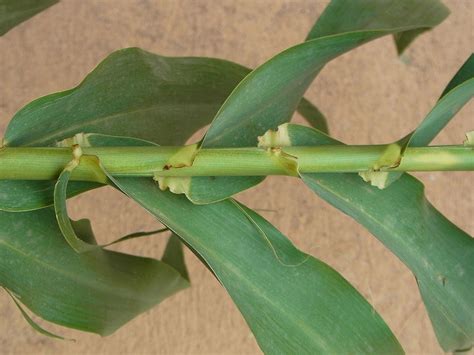 Giant reed (Arundo donax) | Fraser Valley Invasive Species Society