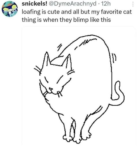 pin  jelinek regina  cuki funny cats cat memes cute
