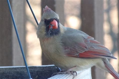 White Cardinal Spiritual Meaning and Symbolism (9 Omens)