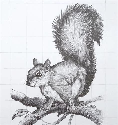 Squirrel Drawing Pictures