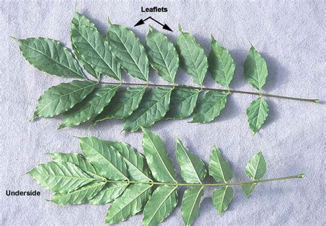 Wisteria Leaves