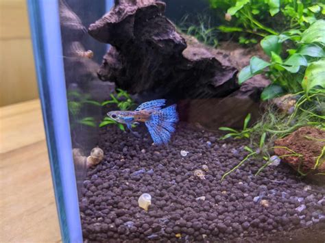 Blue Grass Guppy Pair Tristans Tropical Fish