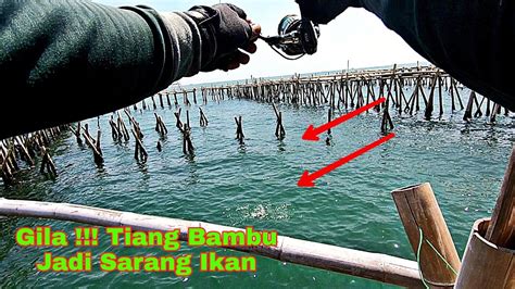 Rumpon Edyaaann Kelihatan Sepi Ternyata Sarang Ikan Babon Mancing