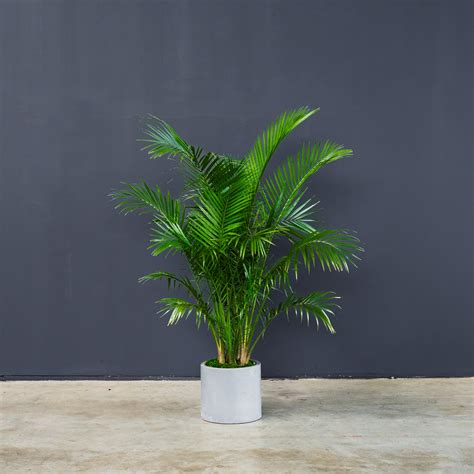 Majesty Palm (Ravena Rivularis) – Rolling Greens