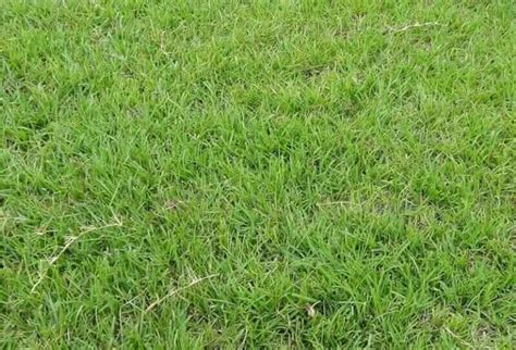 Best Grass For Dogs