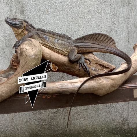Jual Soa Layar Hydrosaurus Microlophus Termurah Sold Out Kota