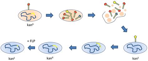 Producing Gene Deletions In Escherichia Coli By P1 Transduction With