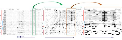 histone code   order    maintained  higher orders