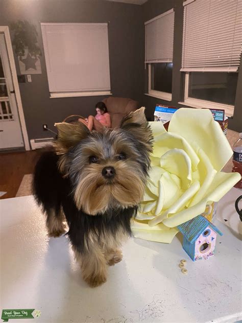 AKC REGISTERED YORKIE - Stud Dog in United States, the United States