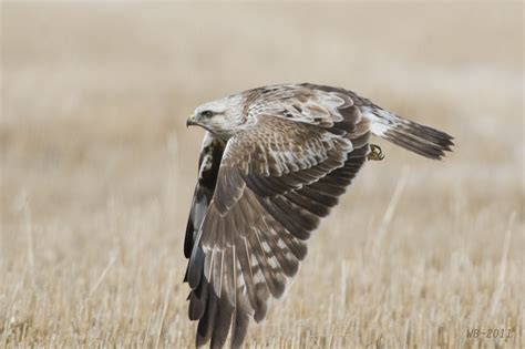 For The Birds Rough Legged Hawk Buteo Lagopus